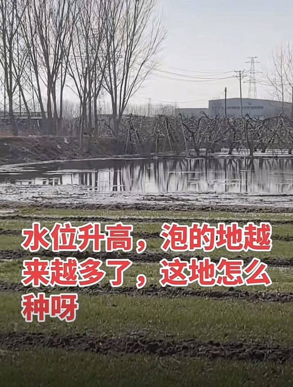 河北保定部分农田因地下水位上升受影响 当地回应：已采取多种措施