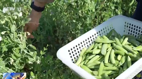 奋进“十五五” 实干开新局丨“新农具”上岗 田间地头尽显“科技范”