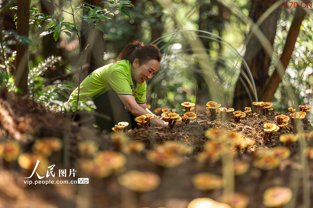重庆：灵芝管护正当时