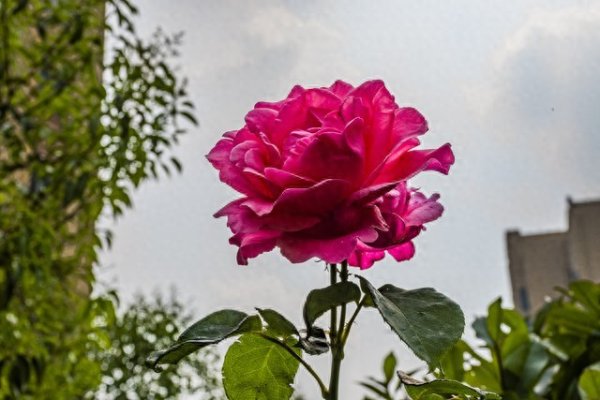 我爱你, 一年又一年, 一岁又一岁, 真心永不改
